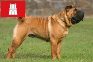 Lire la suite à propos de l’article Éleveurs de Shar Pei et chiots à Hambourg