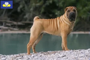 Lire la suite à propos de l’article Éleveurs de Shar Pei et chiots en Région de Bruxelles-Capitale