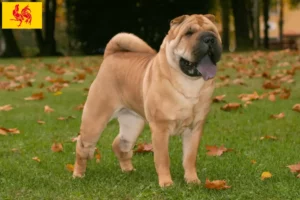 Lire la suite à propos de l’article Éleveurs de Shar Pei et chiots en Région wallonne