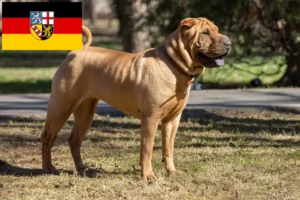 Lire la suite à propos de l’article Éleveurs de Shar Pei et chiots en Sarre