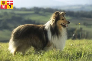 Lire la suite à propos de l’article Éleveurs de Sheltie et chiots en Auvergne-Rhône-Alpes