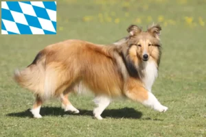 Lire la suite à propos de l’article Éleveurs de Sheltie et chiots en Bavière