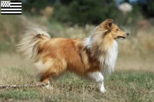 Lire la suite à propos de l’article Éleveurs de Sheltie et chiots en Bretagne