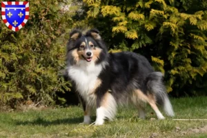 Lire la suite à propos de l’article Éleveurs de Sheltie et chiots en Centre-Val de Loire