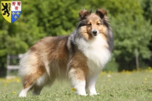 Lire la suite à propos de l’article Éleveurs de Sheltie et chiots en Hauts-de-France