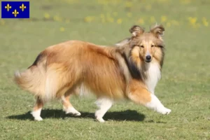 Lire la suite à propos de l’article Éleveurs de Sheltie et chiots en Île-de-France