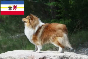 Lire la suite à propos de l’article Éleveurs de Sheltie et chiots dans le Mecklembourg-Poméranie occidentale