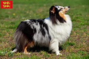 Lire la suite à propos de l’article Éleveurs de Sheltie et chiots en Normandie