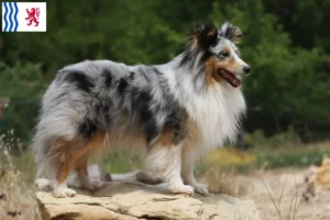 Lire la suite à propos de l’article Éleveurs de Sheltie et chiots en Nouvelle-Aquitaine