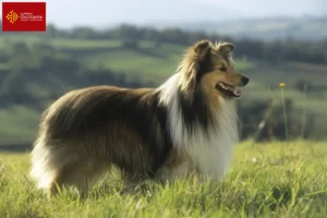 Lire la suite à propos de l’article Éleveurs de Sheltie et chiots en Occitanie