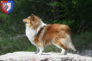 Lire la suite à propos de l’article Éleveurs de Sheltie et chiots en Pays de la Loire