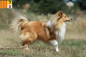 Lire la suite à propos de l’article Éleveurs de Sheltie et chiots en Provence-Alpes-Côte d’Azur