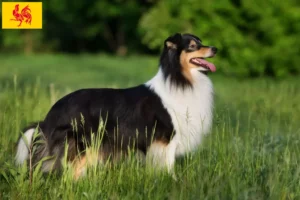 Lire la suite à propos de l’article Éleveurs de Sheltie et chiots en Région wallonne