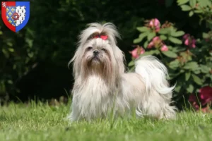 Lire la suite à propos de l’article Éleveurs de Shih Tzu et chiots en Pays de la Loire