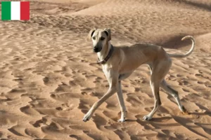 Lire la suite à propos de l’article Éleveurs de Sloughi et chiots en Italie