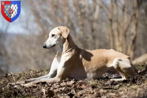 Lire la suite à propos de l’article Éleveurs de Sloughi et chiots en Pays de la Loire