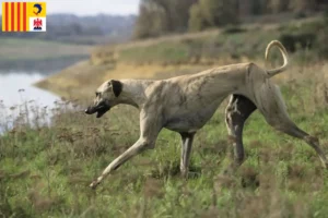 Lire la suite à propos de l’article Éleveurs de Sloughi et chiots en Provence-Alpes-Côte d’Azur