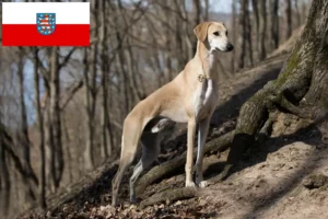 Lire la suite à propos de l’article Éleveurs de Sloughi et chiots en Thuringe