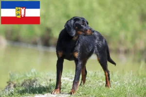 Lire la suite à propos de l’article Slovenský kopov Éleveurs et chiots dans le Schleswig-Holstein