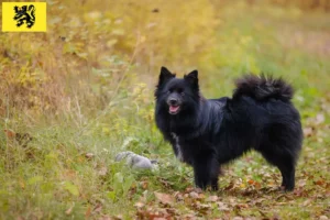 Lire la suite à propos de l’article Éleveurs de spitz et chiots en Flandre