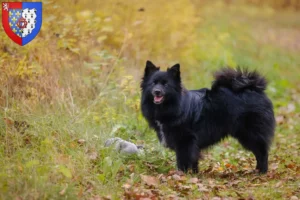 Lire la suite à propos de l’article Spitz éleveurs et chiots en Pays de la Loire