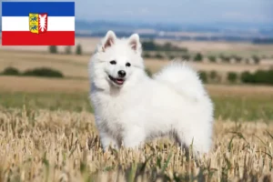 Lire la suite à propos de l’article Spitz éleveurs et chiots en Schleswig-Holstein