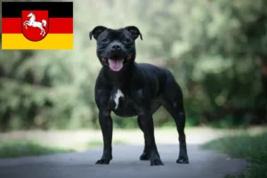 Lire la suite à propos de l’article Staffordshire Bull Terrier éleveurs et chiots en Basse-Saxe