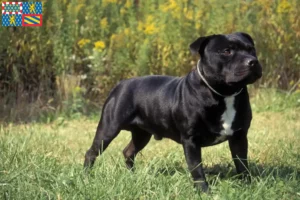 Lire la suite à propos de l’article Éleveurs de Staffordshire Bull Terrier et chiots en Bourgogne-Franche-Comté