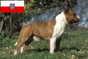 Lire la suite à propos de l’article Staffordshire Bull Terrier éleveurs et chiots en Thuringe