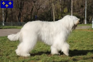 Lire la suite à propos de l’article Éleveur d’Ovtcharka de Russie du Sud et chiots en Île-de-France