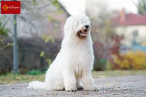 Lire la suite à propos de l’article Éleveurs d’Ovtcharka de Russie du Sud et chiots en Occitanie