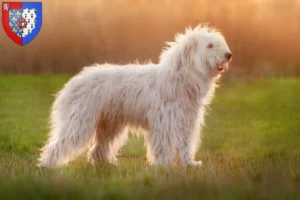 Lire la suite à propos de l’article Éleveur d’Ovtcharka de Russie du Sud et chiots en Pays de la Loire