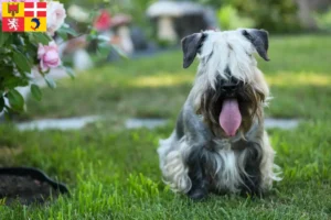 Lire la suite à propos de l’article Terrier tchèque éleveur et chiots en Auvergne-Rhône-Alpes