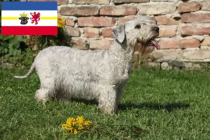 Lire la suite à propos de l’article Terrier tchèque éleveurs et chiots dans le Mecklembourg-Poméranie occidentale