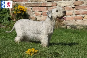 Lire la suite à propos de l’article Terrier tchèque éleveur et chiots en Nouvelle-Aquitaine