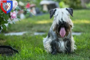 Lire la suite à propos de l’article Terrier tchèque éleveur et chiots en Pays de la Loire