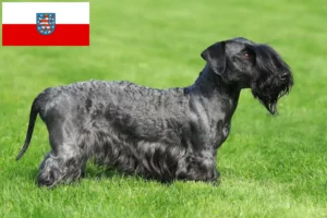 Lire la suite à propos de l’article Terrier tchèque éleveur et chiots en Thuringe