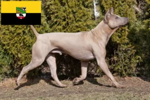 Lire la suite à propos de l’article Éleveurs de Ridgebacks thaïlandais et chiots en Saxe-Anhalt