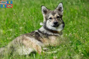 Lire la suite à propos de l’article Västgötaspets éleveurs et chiots en Bourgogne-Franche-Comté