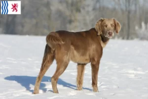 Lire la suite à propos de l’article Éleveurs de weimarans et chiots en Nouvelle-Aquitaine