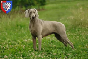 Lire la suite à propos de l’article Éleveurs de weimarans et chiots en Pays de la Loire