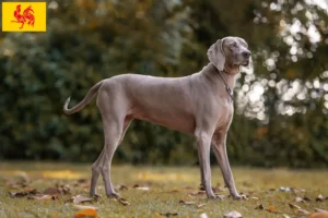 Lire la suite à propos de l’article Éleveurs de weimarans et chiots en Région wallonne