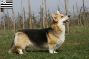 Lire la suite à propos de l’article Éleveurs de Welsh Corgi et chiots en Bretagne