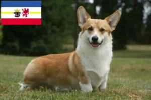 Lire la suite à propos de l’article Welsh Corgi éleveurs et chiots dans le Mecklembourg-Poméranie occidentale