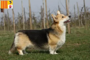 Lire la suite à propos de l’article Welsh Corgi éleveurs et chiots en Provence-Alpes-Côte d’Azur