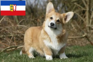 Lire la suite à propos de l’article Welsh Corgi éleveurs et chiots dans le Schleswig-Holstein