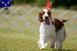 Lire la suite à propos de l’article Éleveurs de Welsh Springer Spaniel et chiots en Île-de-France