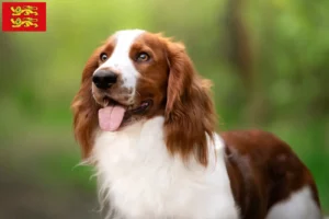 Lire la suite à propos de l’article Éleveurs de Welsh Springer Spaniel et chiots en Normandie