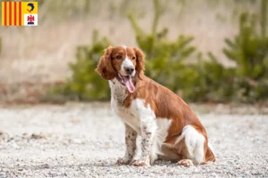 Lire la suite à propos de l’article Welsh Springer Spaniel éleveurs et chiots en Provence-Alpes-Côte d’Azur