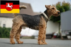 Lire la suite à propos de l’article Éleveurs de Welsh Terriers et chiots en Basse-Saxe